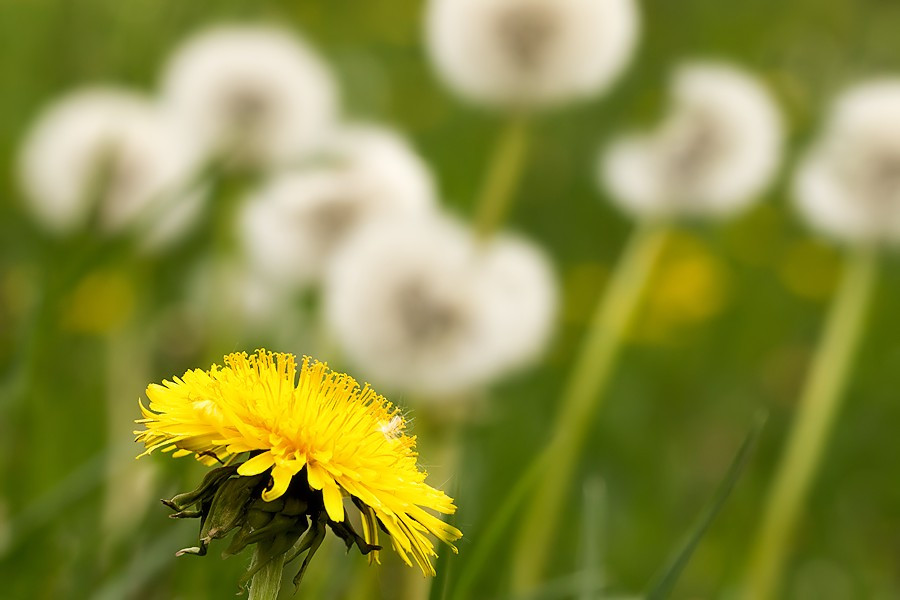 Löwenzahnblüte