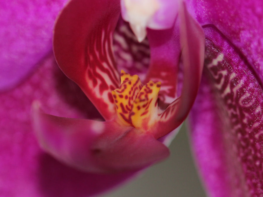 Orchidee