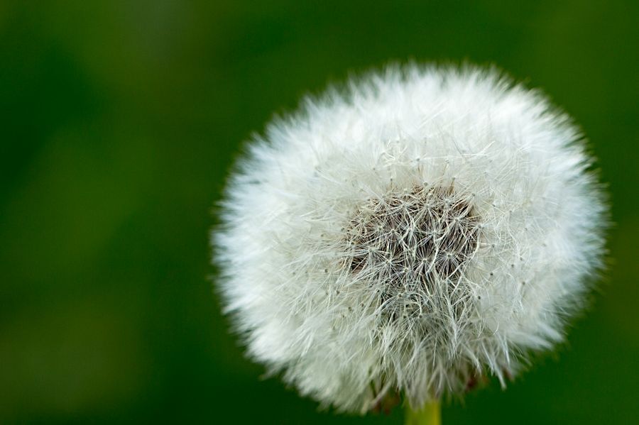 Pusteblume
