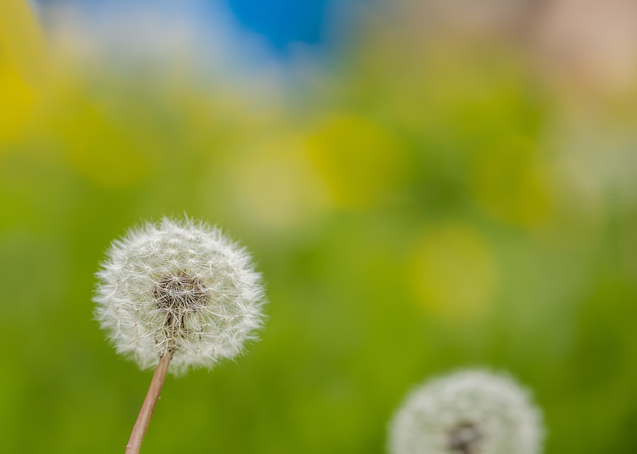 Pusteblume