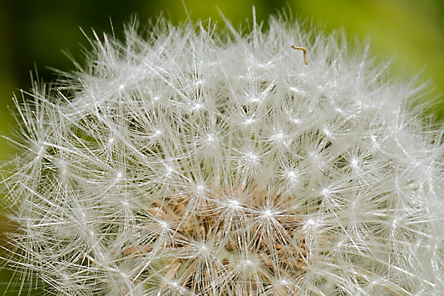Pusteblume