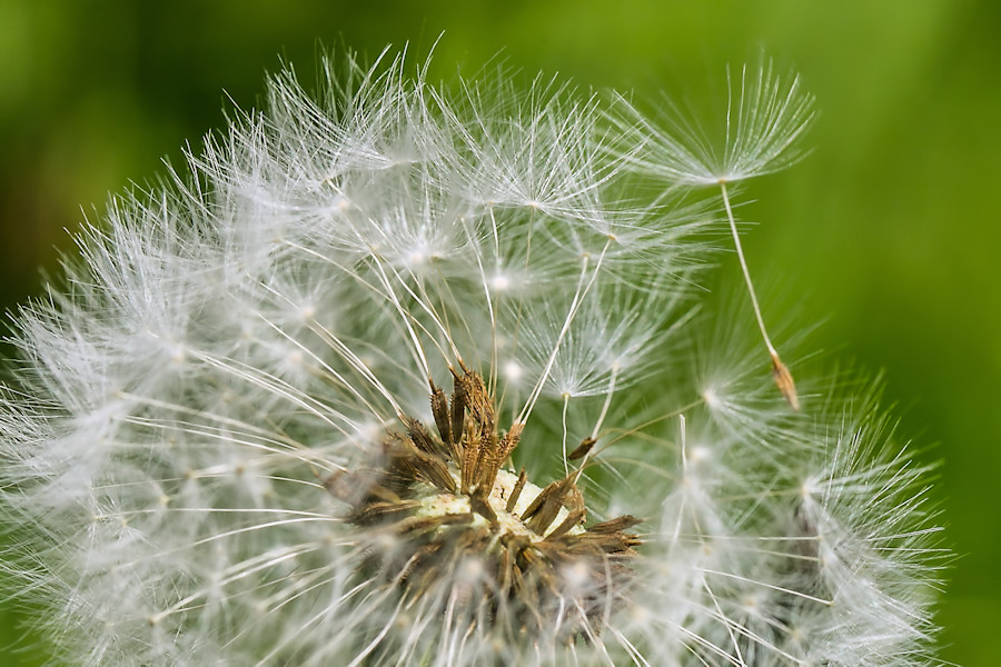 Pusteblume