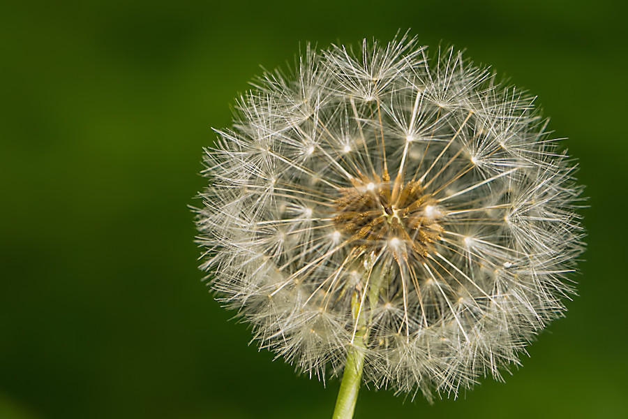 Pusteblume