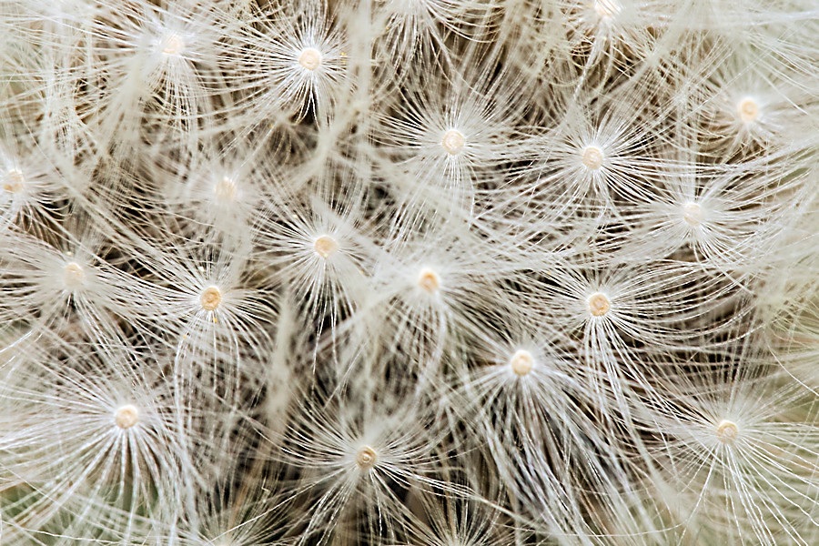 Pusteblume