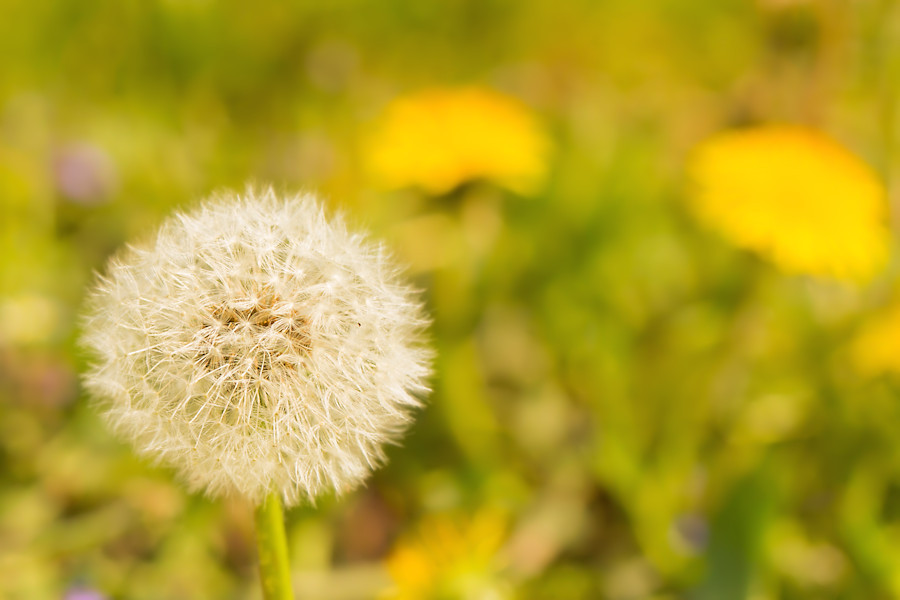 Pusteblume