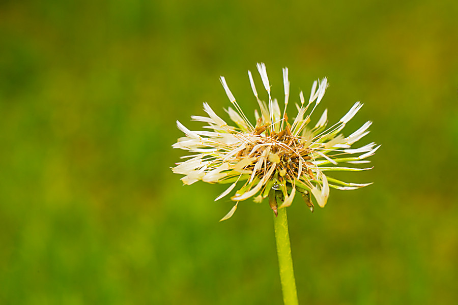 Pusteblume