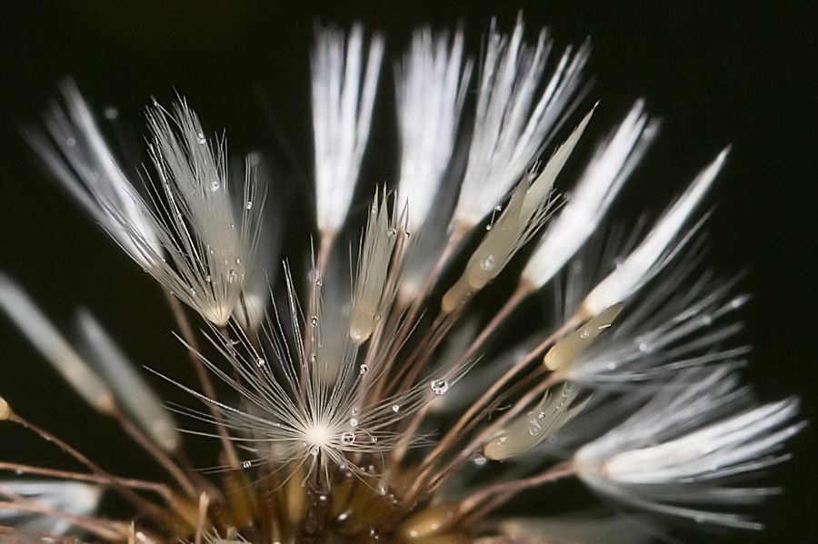 Pusteblume mit Regentropfen