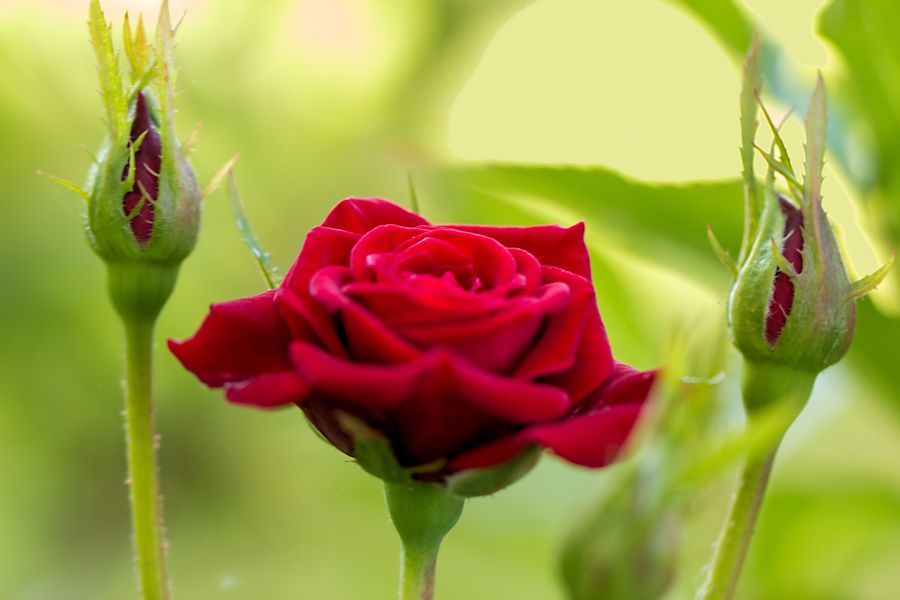 Rose