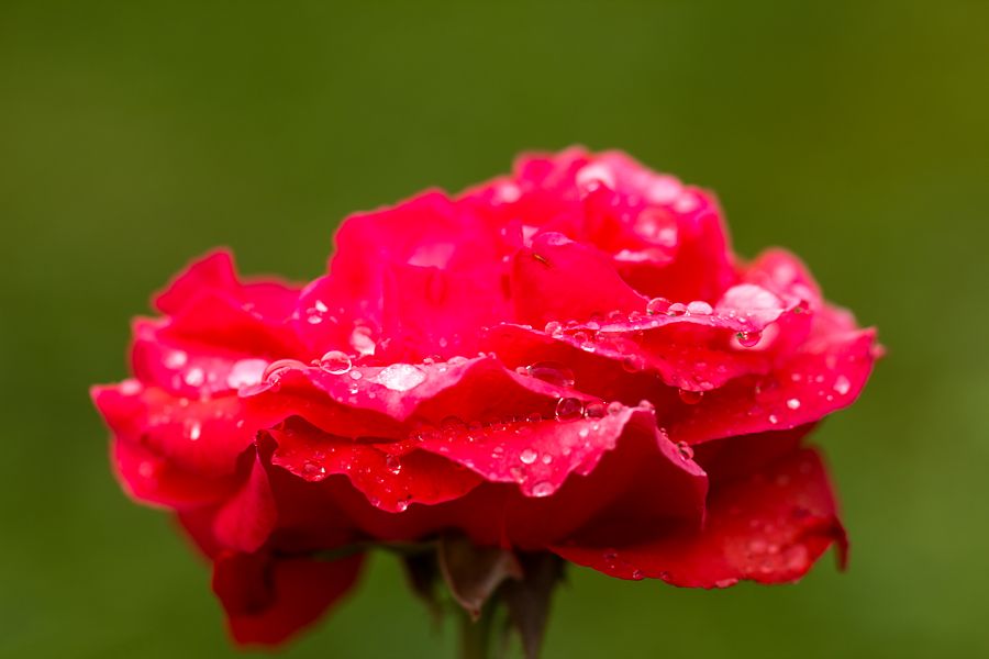Rosenblüte