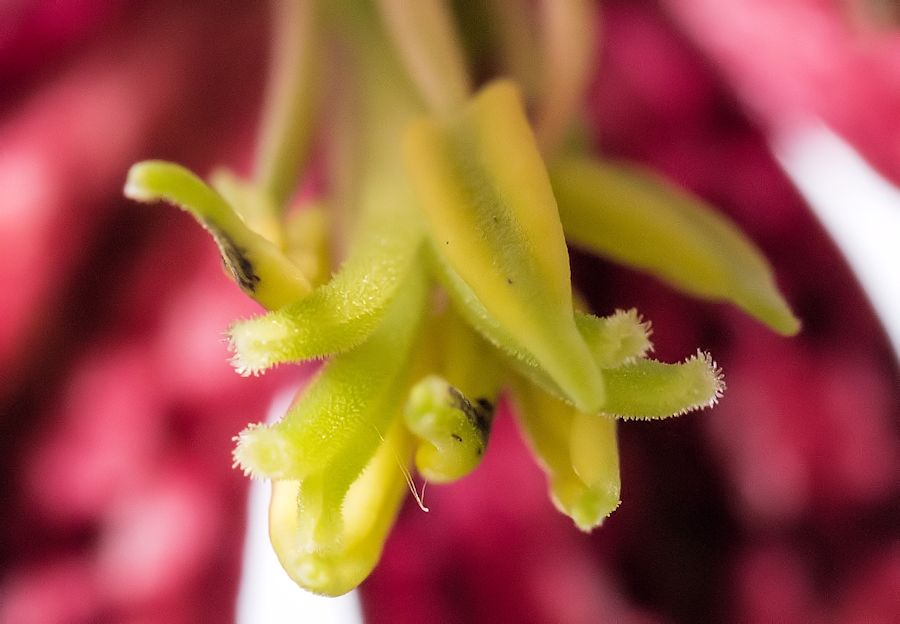 Schachbrettblume-Detail