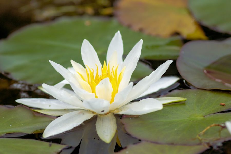 Seerose