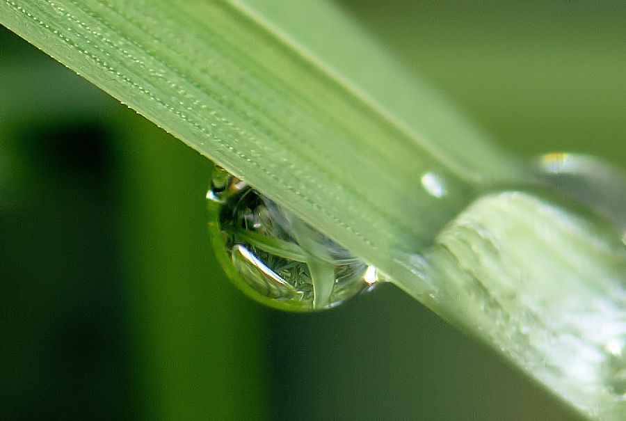 Spiegelung im Wassertropfen