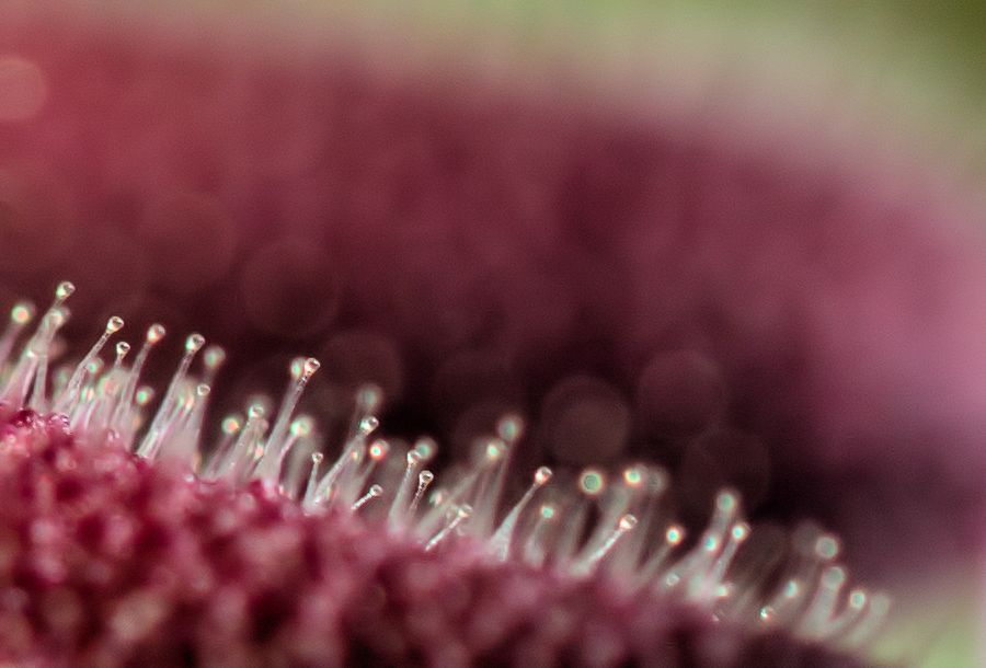 Teil einer kleinen Blüte
