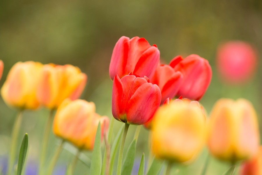 Tulpen