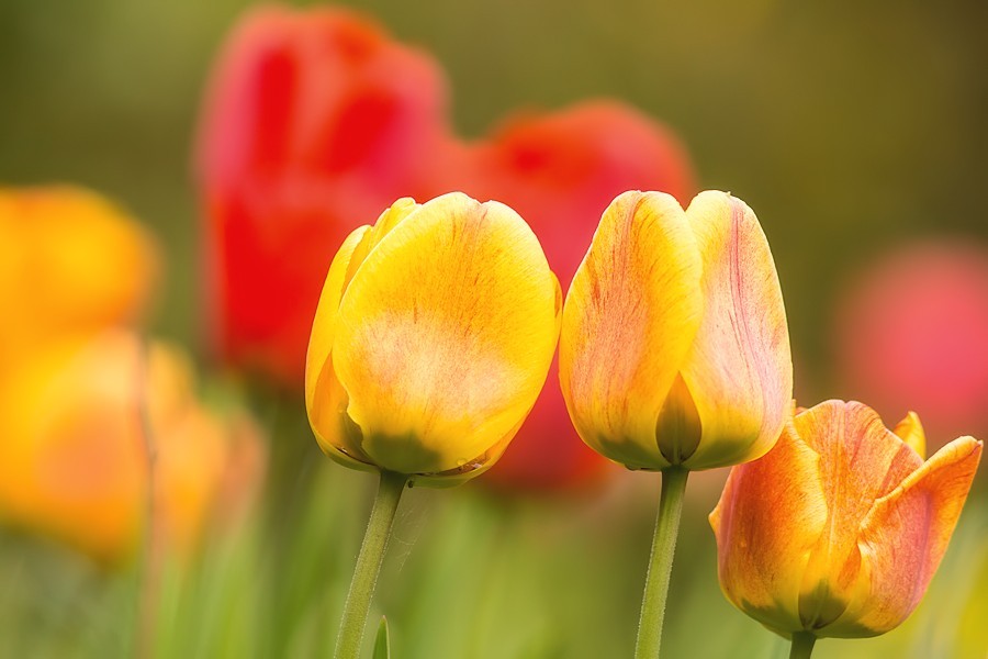 Tulpen