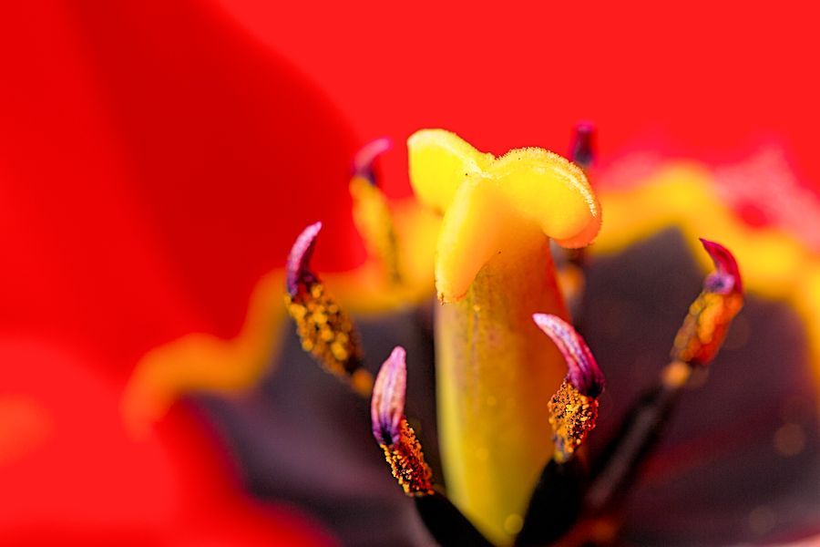 Tulpenblüte