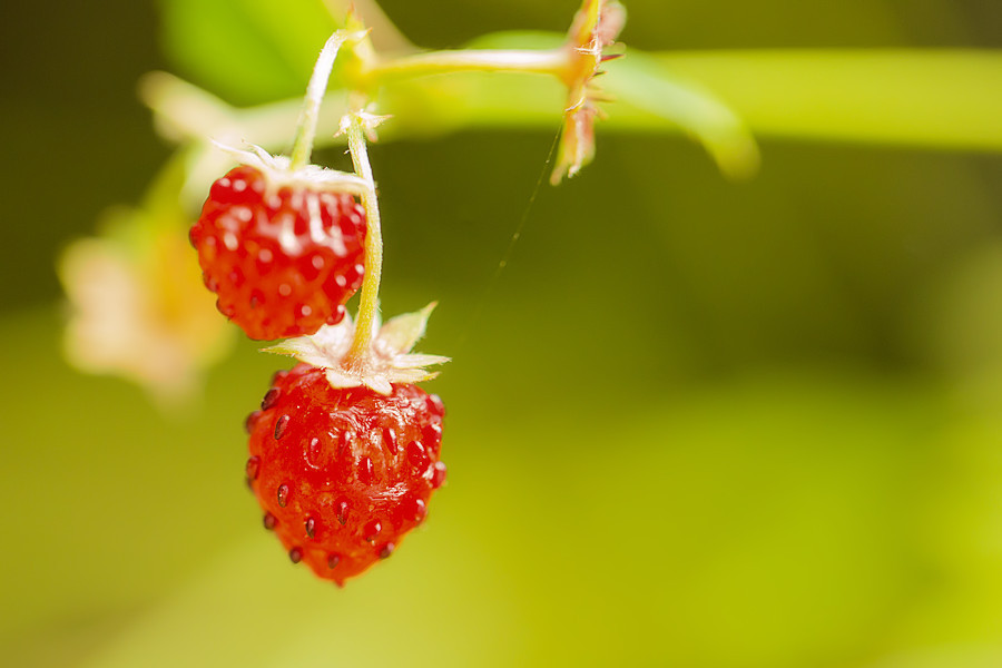 Walderdbeeren
