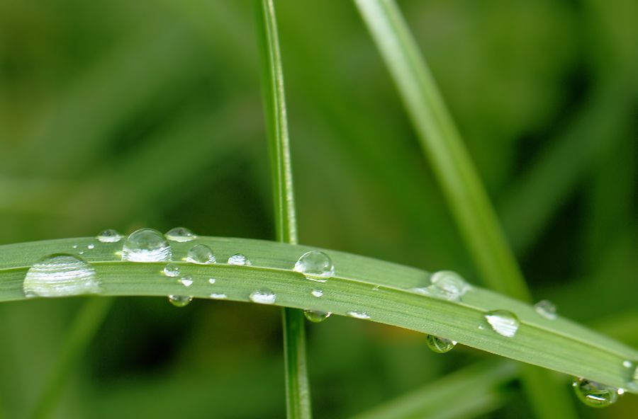 Wassertropfen auf einem Grashalm