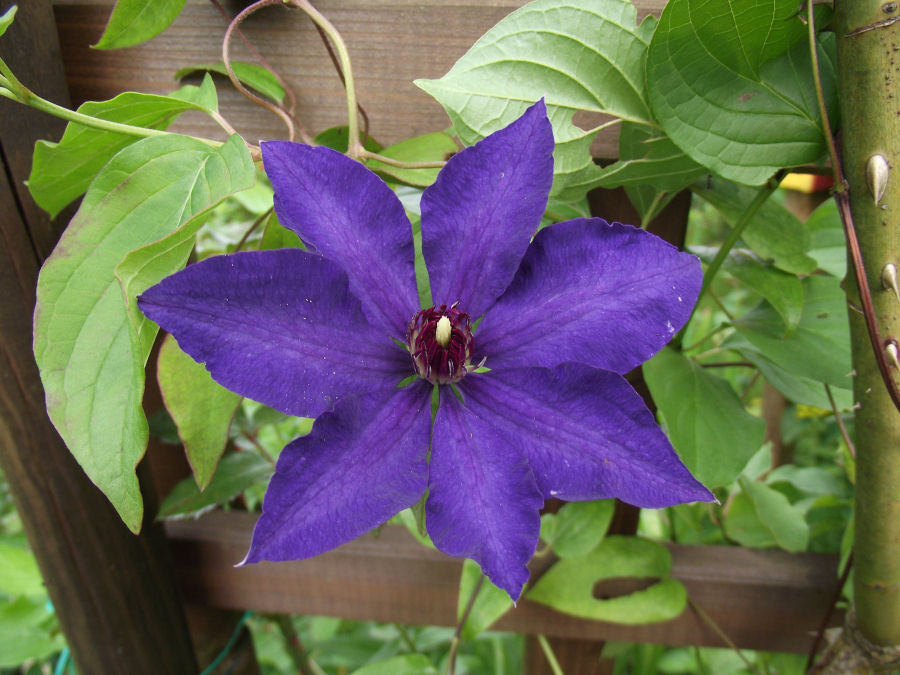 Clematis