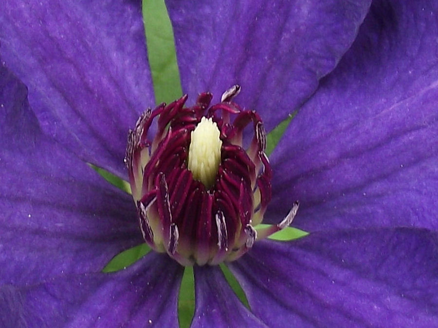 Clematis Blüte
