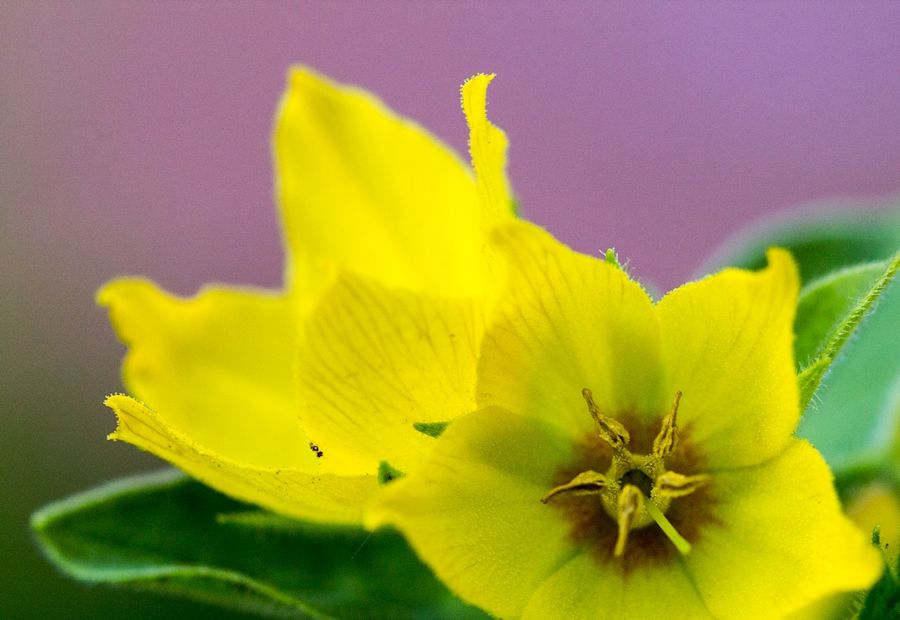 gelbe Blüte