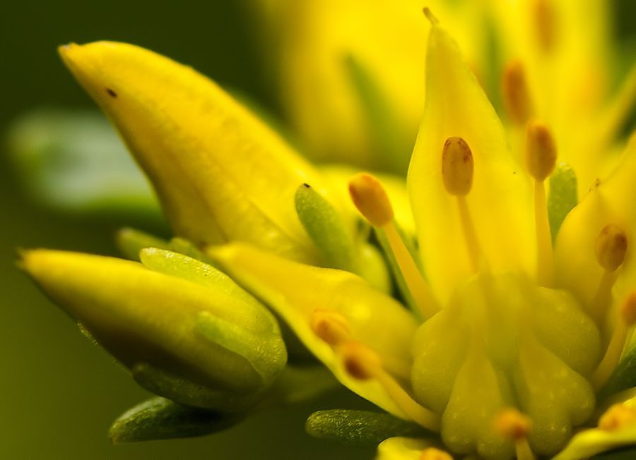 gelbe Blüte