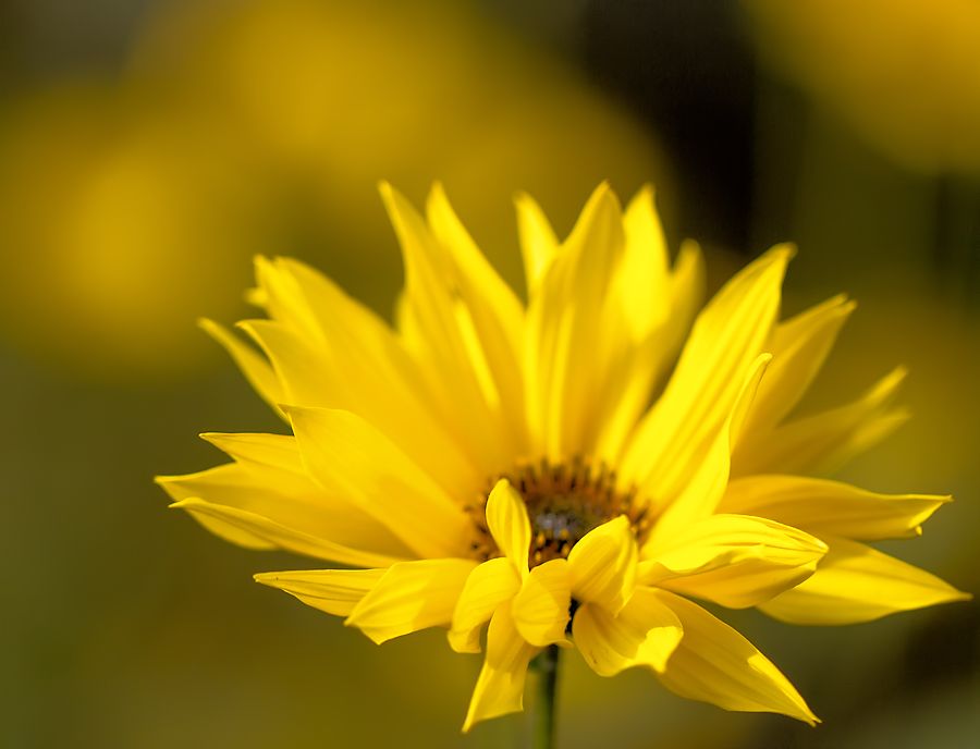 gelbe Blüte