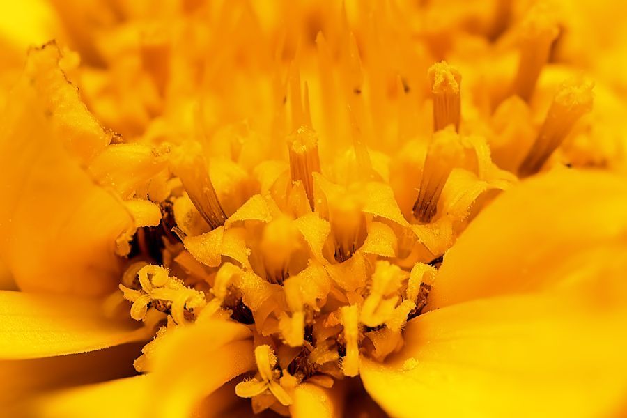 gelbe Blüte