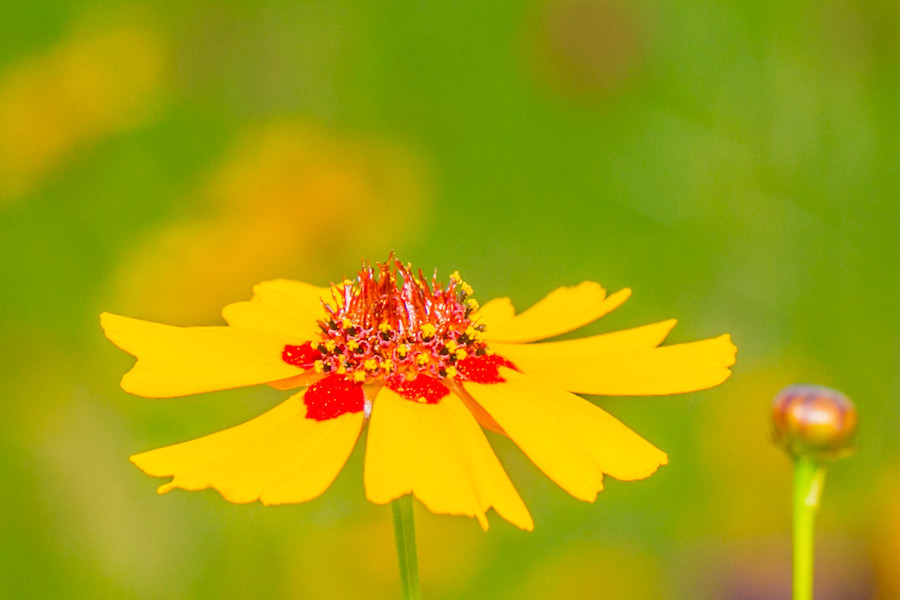 gelbe Blüte