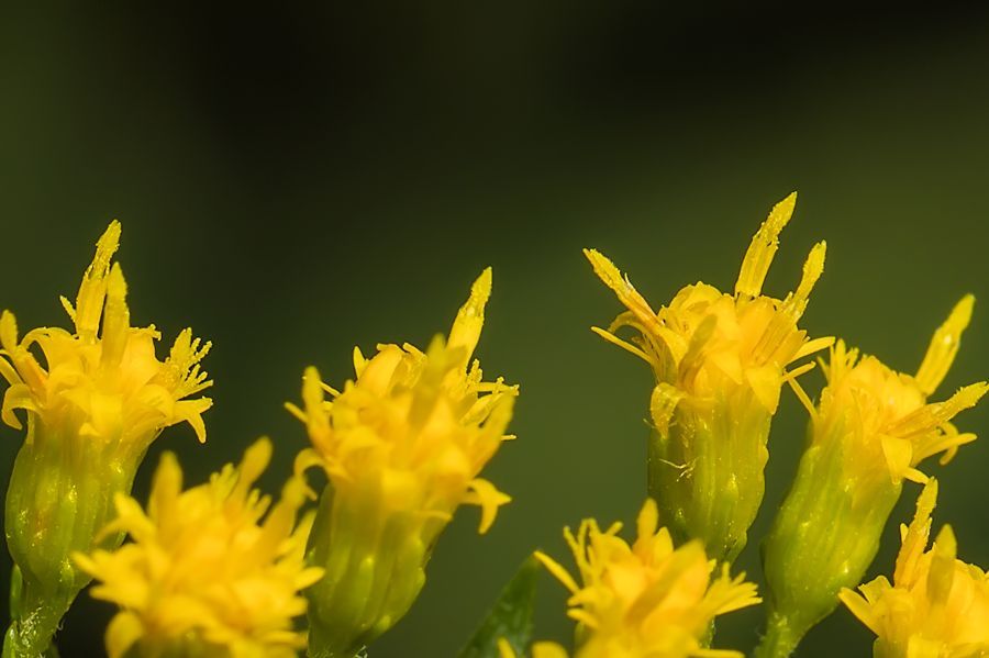 gelbe Blüten