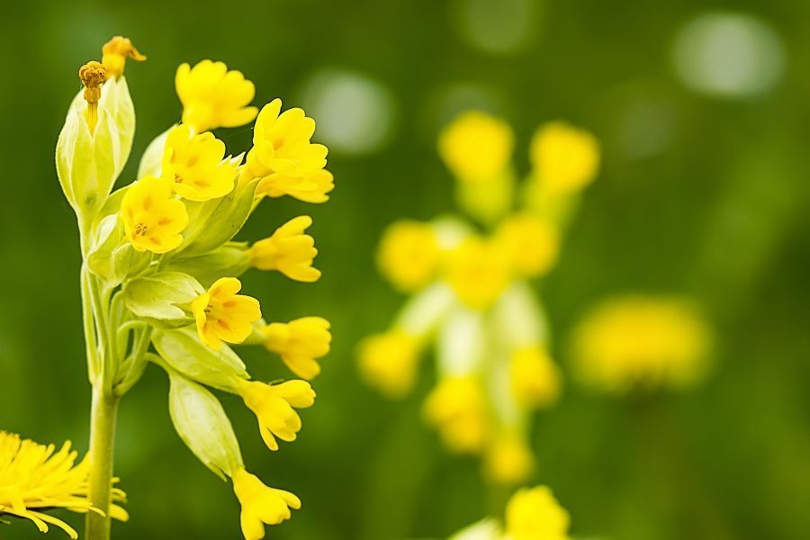 gelbe Blume