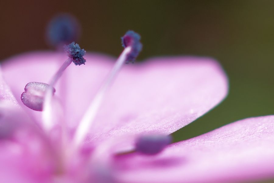 kleine Blüte