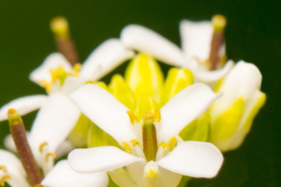 kleine Blüte