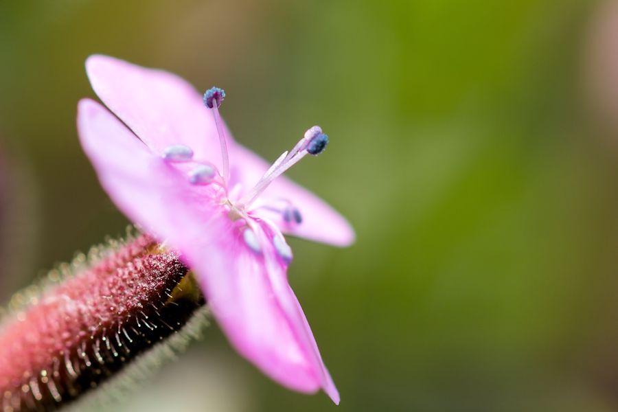 kleine Blume