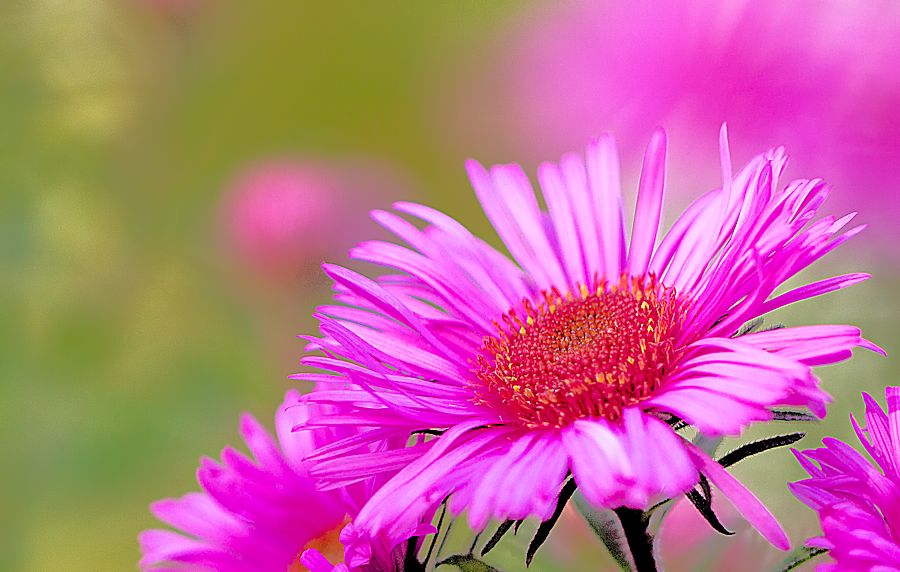 pink rote Herbstastern
