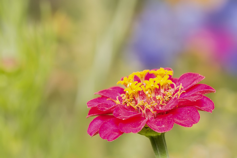 rot gelbe Blüte