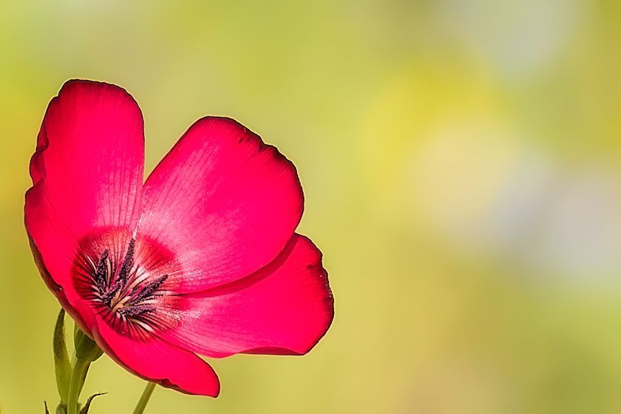 rote Blüte