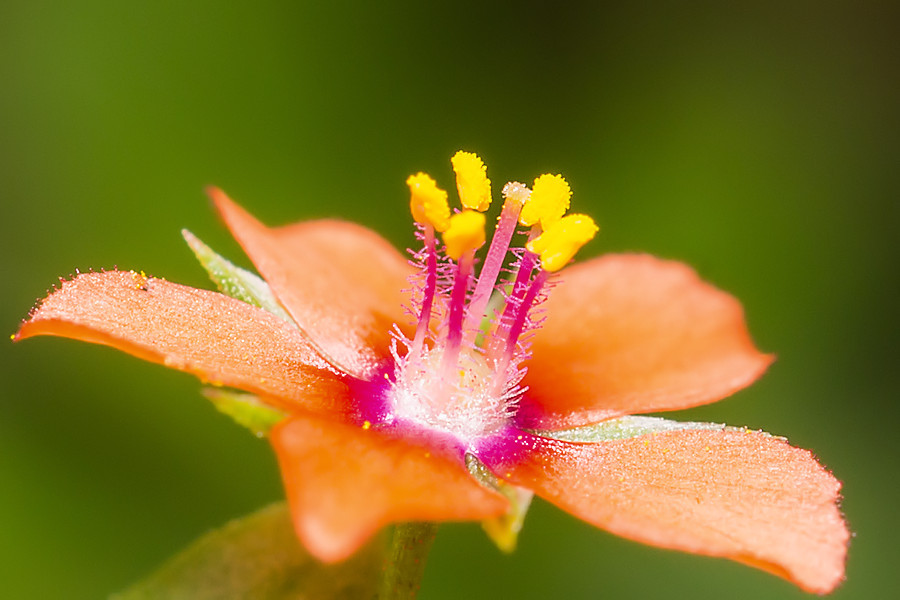 sehr kleine Blüte