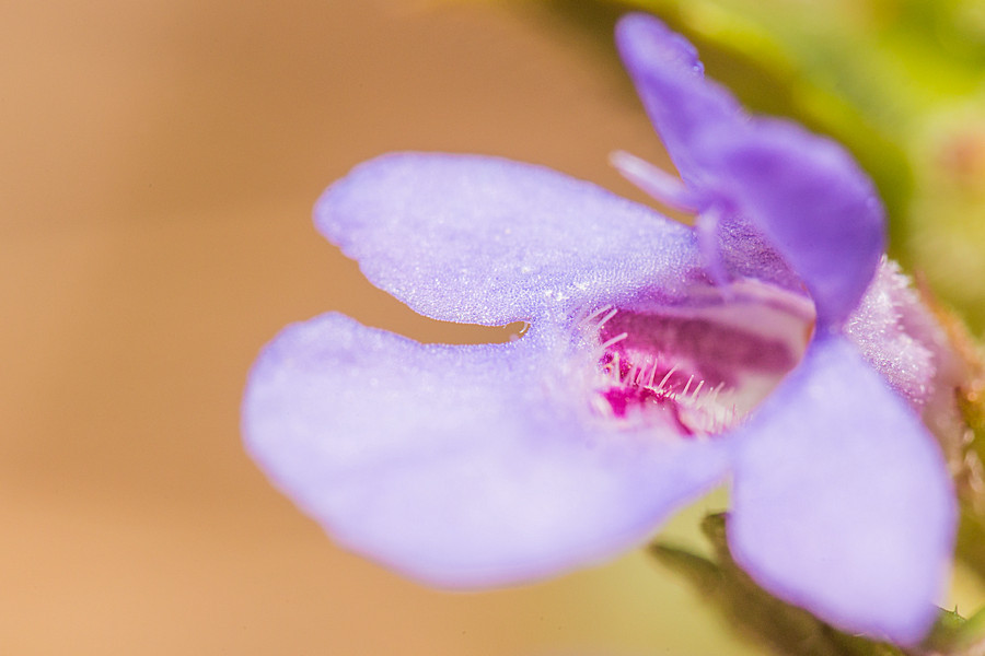 sehr kleine Blüte