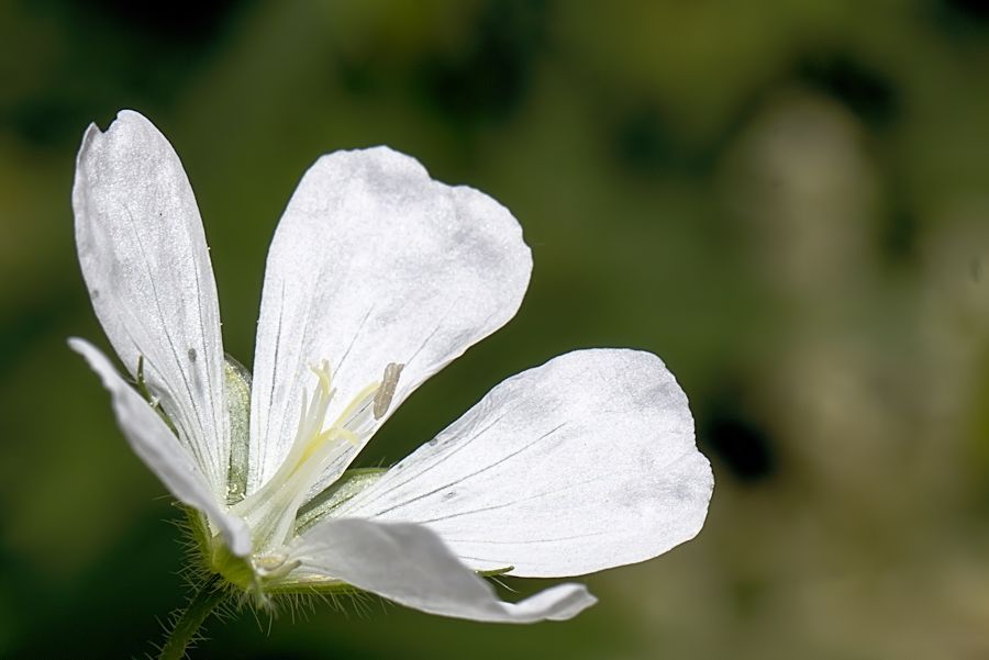 weisse Blüte