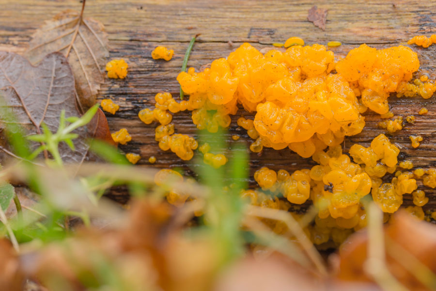 kleine Baumpilzchen Goldgelbe Zitterling