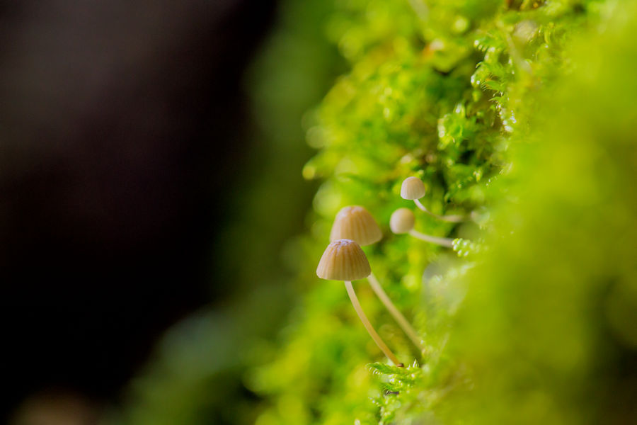 kleine Pilze an einem Baum