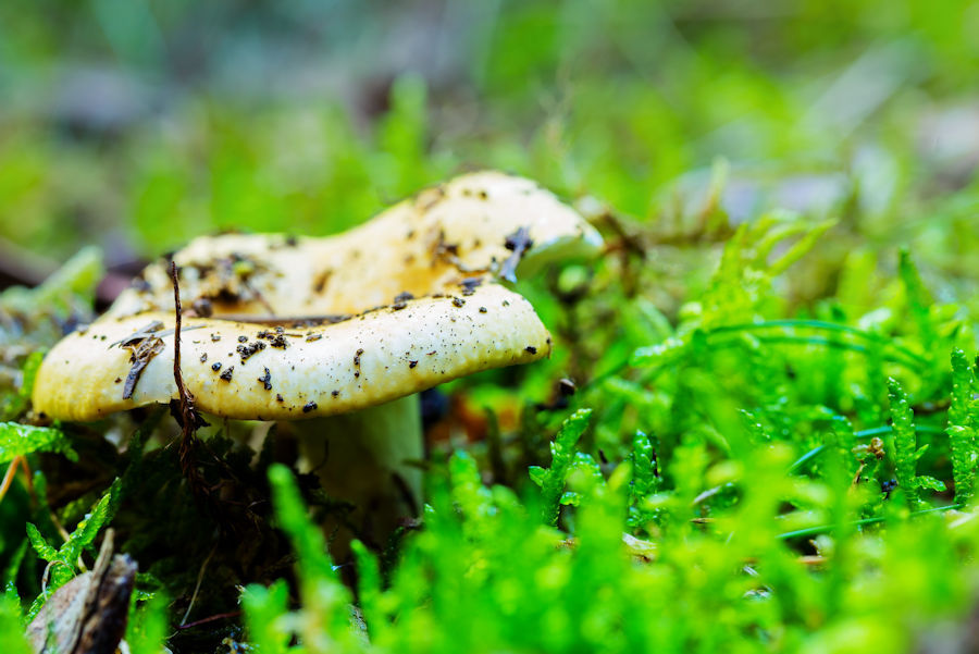 Gelber Pilz
