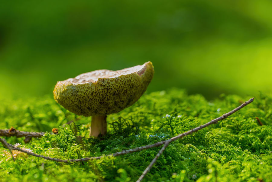 Pilz
