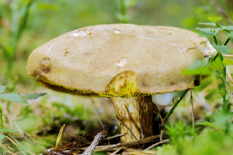 Steinpilz