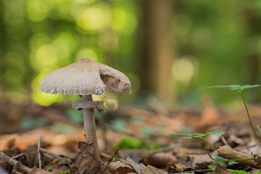 Knollenblätterpilz