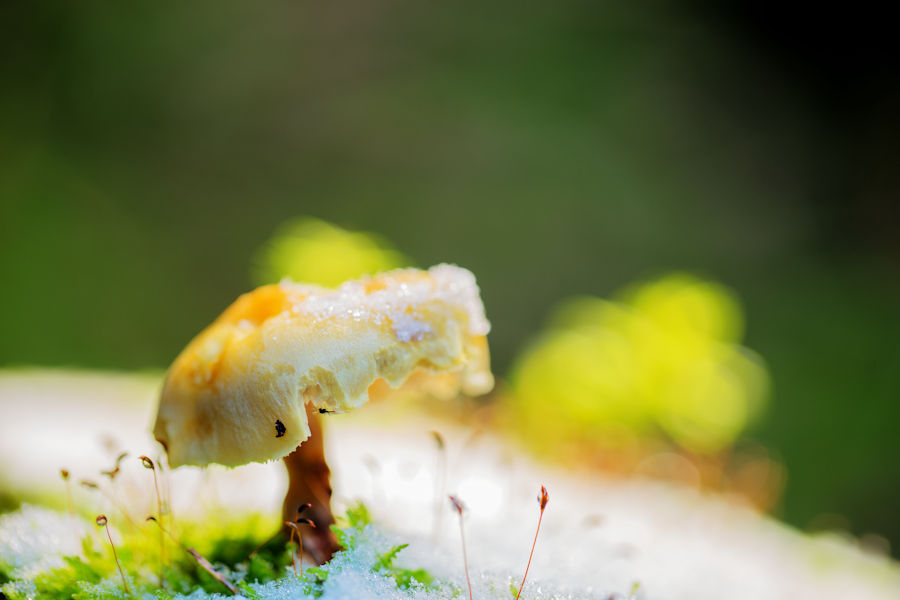Pilz
