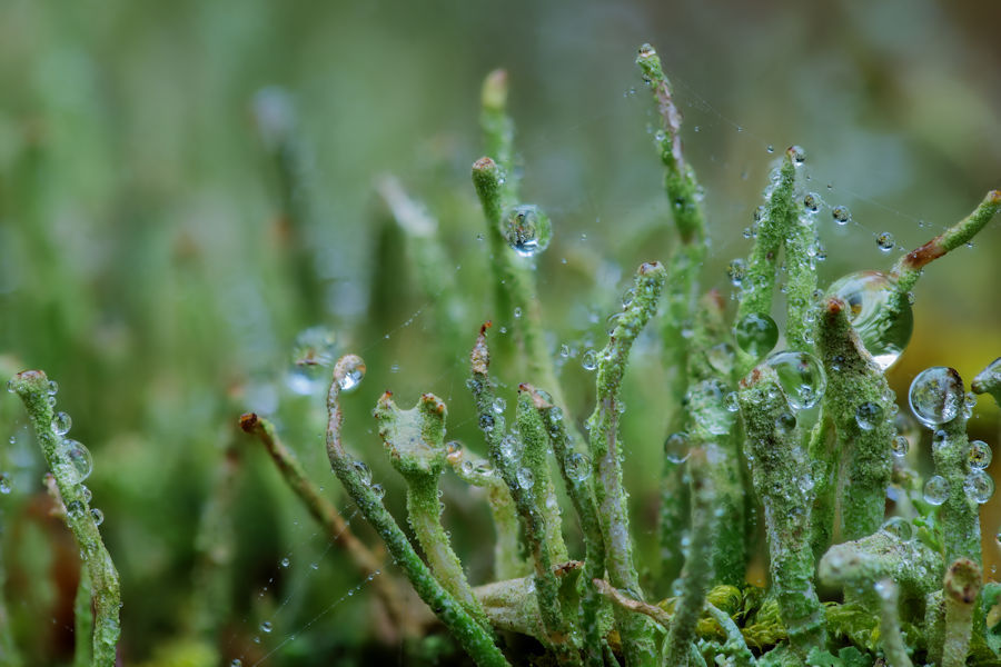 Trompetenflechten mit Wassertropfen