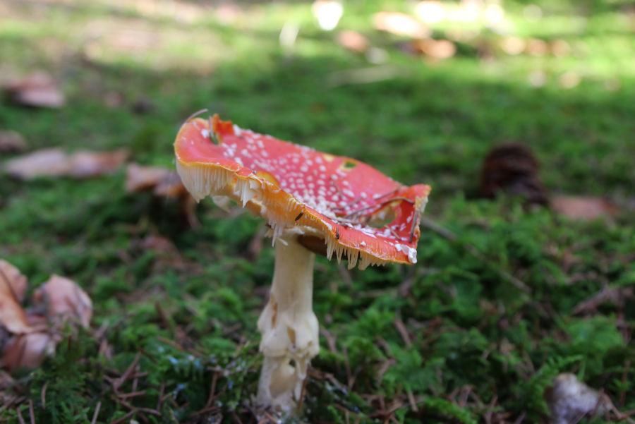 Fliegenpilz