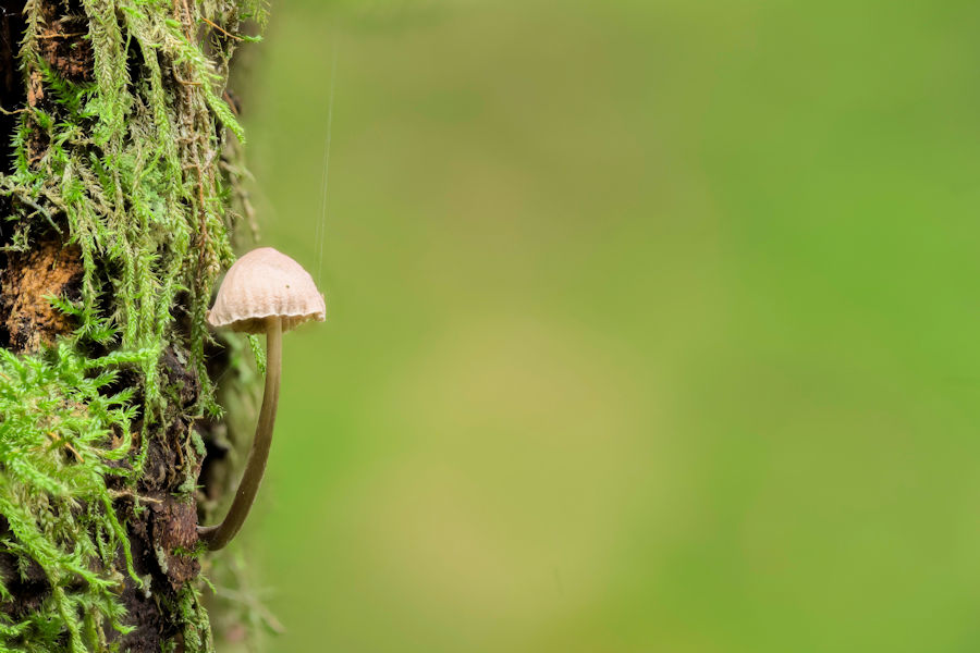 Kleiner Pilz an einem bemoosten Baumstumpf